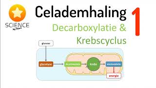 Celademhaling 1 Decarboxylatie en Krebscyclus [upl. by Hsetim802]