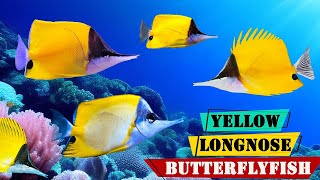 Yellow Longnose Butterflyfish  All About the Bright and Colorful Yellow Butterflyfish [upl. by Ihcelek955]