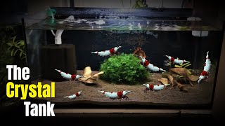 How to set up a crystal red shrimp tank [upl. by Ssej]