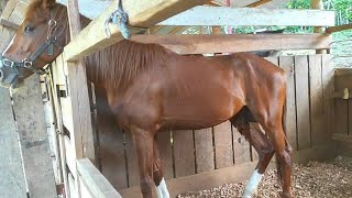 part 7 healthy horse has a healthy body a healthy horse voice sound horse [upl. by Sileas]