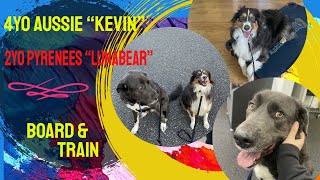 4yo Aussie Kevin amp 2yo Pyrenees Luna  Best Philly Dog Trainers  Off Leash K9 Training Philly [upl. by Norrv845]