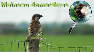 MOINEAU DOMESTIQUE en période de nourrissage [upl. by Yelra]