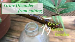 Grow Oleander from cuttings in water [upl. by Terrene]