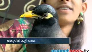 Mynah amazing bird that can imitate any sound ജീതുവിന്‌ കൂട്ട് വാവ [upl. by Marybeth]