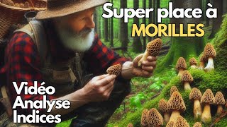 Où trouver des morilles  Un super spot vidéo et analyse Saison des Morilles [upl. by Aihpledalihp]