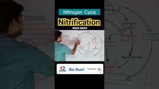 Nitrogen fixation  Nitrification  Nitrogen Cycle  Denitrification nitrogencycle shorts [upl. by Lenee606]