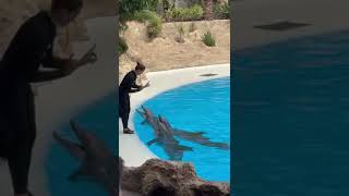 Show de los delfines del loro parque Puerto de la Cruz tenerife [upl. by Leblanc]