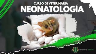 NEONATOLOGÍA EN LA VETERINARIA  CLASE 04 [upl. by Eiroc]