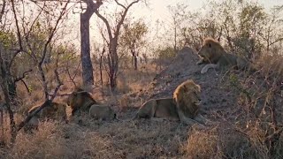 Kambula Male Lions Sighting  Mapogos Great Grandsons  14 July 2024 [upl. by Prosser899]