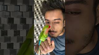 Mini vlogs with birds 🦜birds freefly birdslover shortvideo minivlog pets parrot birds [upl. by Celin]