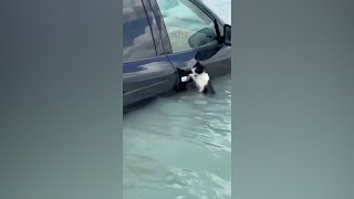 Cat clings to car door to escape flooding in Dubai  VOA News [upl. by Sherburne]