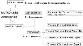 Biología  Mutaciones genómicas [upl. by Punke]