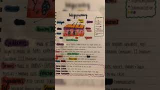 Integumentary system anatomy and physiology by medical20 Integumentarysystem [upl. by Yecart]