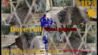 ঘুঘু পাখির ডাকSpotted dovecalldovecall mp3ghughu pakhir dak [upl. by Hoisch571]