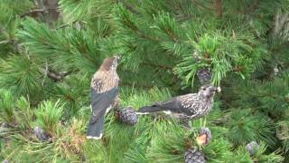 European Spotted Nutcrackers [upl. by Dewhurst770]