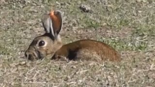 Bowhunting rabbits HEADSHOTS [upl. by Nyraf903]