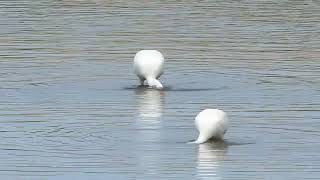 Spoonbills feeding [upl. by Grissom688]