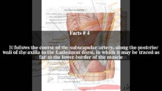 Thoracodorsal nerve Top  5 Facts [upl. by Nitnert746]