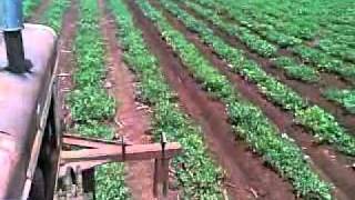 Farmall 514D cultivating peanuts [upl. by Eseret]