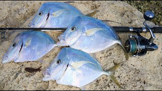 Florida’s Thinnest Fish MOONFISH Lookdown Catch Clean Cook [upl. by Sillaw]