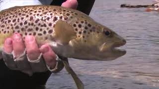 OTF 10 2 Gavin Hurley fly fishing in Tasmanias rivers [upl. by Jaehne]