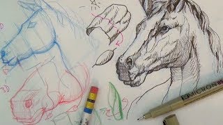 Pen and Ink Drawing Tutorials  How to draw a horse portrait [upl. by Airbmat]