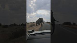 Elefante macho nos da un aviso Marcha atrás Kruger [upl. by Lrac127]