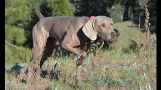 Trax Weimaraners in action [upl. by Zea]