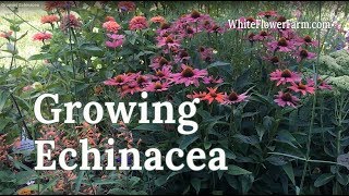 Growing Echinacea [upl. by Castillo]