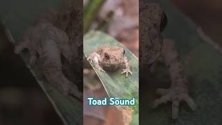 Toad Sound [upl. by Oikim]