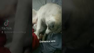 E anche oggi zero spalpugnamenti da mia mamma domani😂😂 RiccardoeCindy Tiktok [upl. by Gareri]