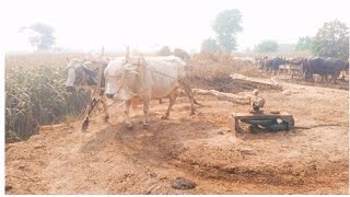 bulls work on chaff cutter gear machine old version [upl. by Ridinger]