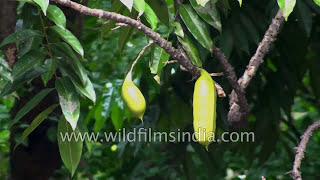 Castanospermum australe or Morteton Bay Chestnut tree growing on Vanuatu island [upl. by Seiber]