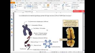 1er Année SNV – Biologie Cellulaire – Cycle cellulaire amp Mitose [upl. by Ycat]