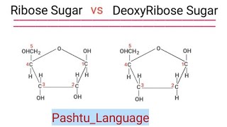 Difference between Ribose Sugar and Deoxyribose Sugar PashtuLanguage [upl. by Saul]