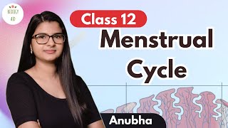 Class 12 Menstrual Cycle under 5 mins [upl. by Elwyn472]