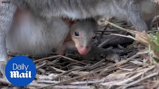 Adorable moment a miniature kangaroo peeks out from mums pouch [upl. by Laura]