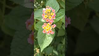 Lantana camara lantanacamara nature shortvideo reels flowers shorts garden [upl. by Olzsal52]