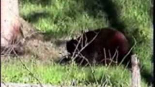 Black Bears Mating in Yellowstone [upl. by Shelby102]