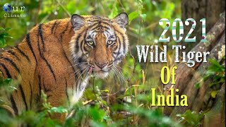 Tiger Pride 2021 Wild Tiger Of India New Documentary 2021  Our Climate [upl. by Schilling]