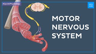 Motor efferent nervous system  Quick Physiology  Kenhub [upl. by Hanoy834]