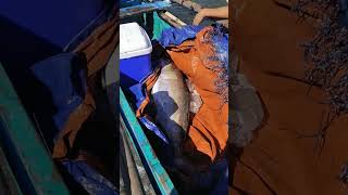 Grabe😱 Ngayon lang ako nakakita ng Ganito kalaking Isda na Giliw Giliw fishing viralvideo [upl. by Daile]