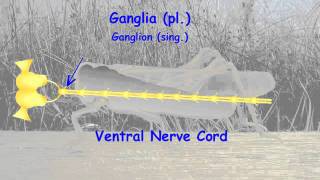 4 Insect central nervous system [upl. by Ahseela]