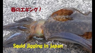 【アオリイカ】高知エギング釣行！Squid jigging japan [upl. by Dang]