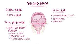 Stages of Labor  Osmosis [upl. by Enomor]