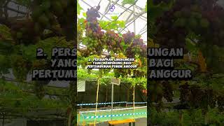 Tips Agar Pohon Anggur Berbuah Lebat [upl. by Steep]