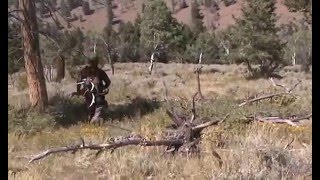 Colorado Elk Bow Hunt 2008 [upl. by Audun49]