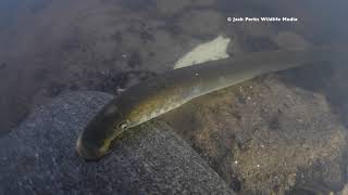 River Lamprey Lampetra fluviatilis Underwater UK [upl. by Adnyleb431]