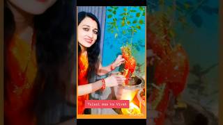 Tulsi Maa Ka Vivah ytviral shortstrendingviralsongshare [upl. by Ayekat]