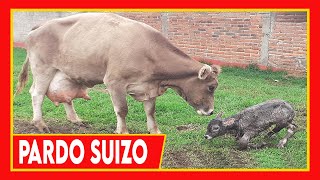 🔴 GANADERIA LECHERA ✅ Datos De La Raza Pardo Suizo 🏆 Braunvieh Vacas Lecheras y Carnicas Cow [upl. by Lhary]